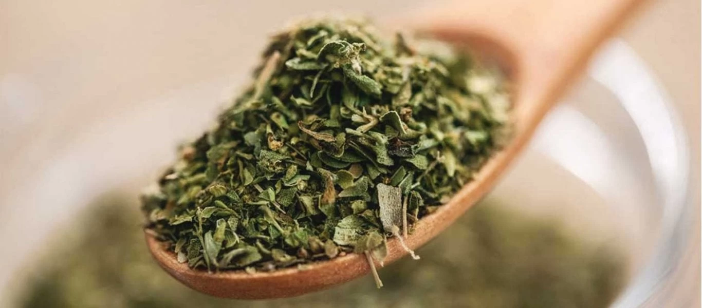 Που βοηθάει η ρίγανη: Οφέλη και θεραπευτικές ιδιότητες – Ποιοι πρέπει να είναι προσεκτικοί